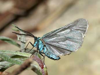 Jordanita budensis Spey. & Spey. adulte - �Lionel Taurand