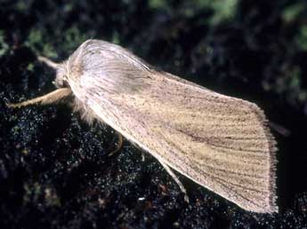 Sedina buettneri Hering adulte - �Serge Wambeke