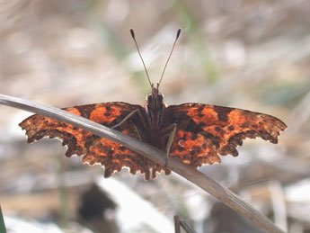 Polygonia c-album L. adulte - �Philippe Mothiron