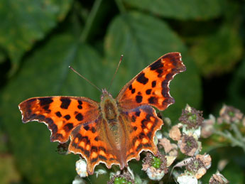Polygonia c-album L. adulte - �Philippe Mothiron