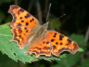 Polygonia c-album L. adulte - �Philippe Mothiron