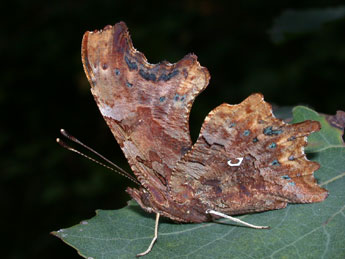 Polygonia c-album L. adulte - �Philippe Mothiron