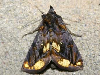 Lamprotes c-aureum Knoch adulte - �Patrick Rosset