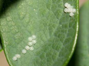  Oeuf de Lamprotes c-aureum Knoch - �Patrick Rosset