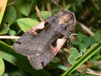 Xestia c-nigrum L. adulte - �Philippe Mothiron