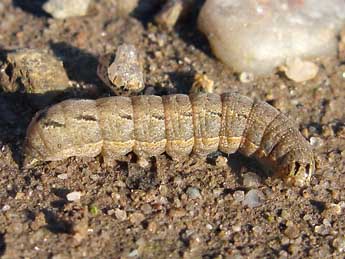  Chenille de Xestia c-nigrum L. - �J�r�me Albre