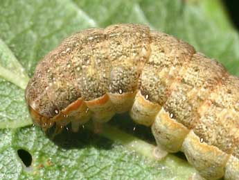  Chenille de Xestia c-nigrum L. - �Serge Wambeke