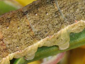  Chenille de Ammoconia caecimacula D. & S. - �Philippe Mothiron