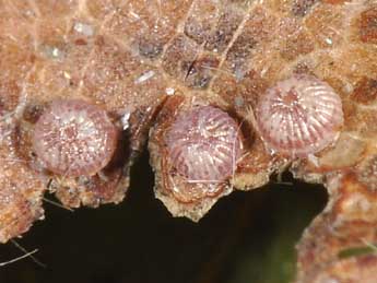  Oeuf de Ammoconia caecimacula D. & S. - �Philippe Mothiron