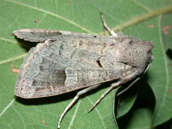 Ammoconia caecimacula D. & S. adulte - �Philippe Mothiron