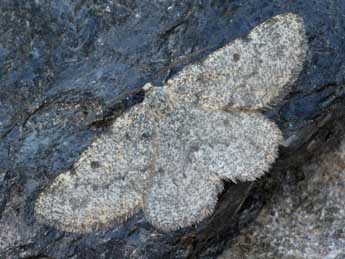 Elophos caelibaria Hdnr. adulte - �Daniel Morel