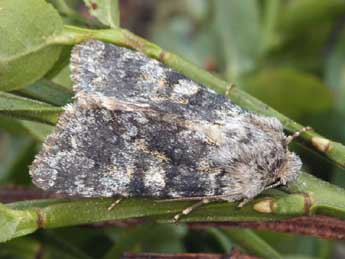 Hadena caesia D. & S. adulte - �Daniel Morel