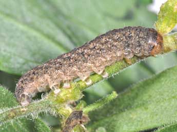  Chenille de Hadena caesia D. & S. - �Philippe Mothiron