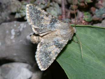 Hadena caesia D. & S. adulte - �Philippe Mothiron