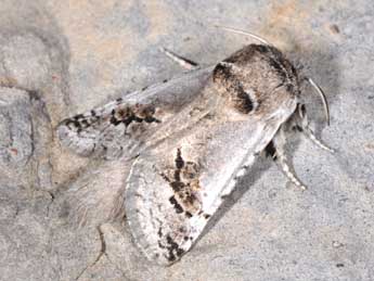 Parahypopta caestrum Hb. adulte - �Philippe Mothiron