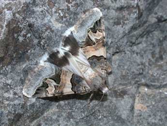 Drasteria cailino Lefebvre adulte - �Philippe Mothiron