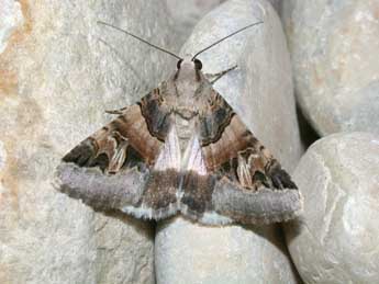 Drasteria cailino Lefebvre adulte - �Philippe Mothiron