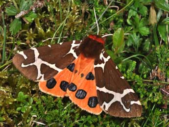 Arctia caja L. adulte - �Philippe Mothiron