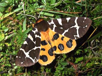 Arctia caja L. adulte - �Philippe Mothiron