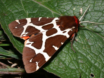 Arctia caja L. adulte - �Philippe Mothiron