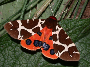 Arctia caja L. adulte - �Philippe Mothiron