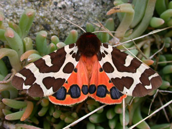 Arctia caja L. adulte - �Philippe Mothiron