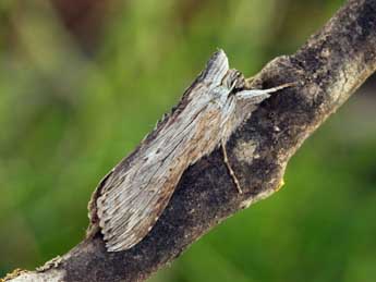 Cucullia calendulae Tr. adulte - �Daniel Morel