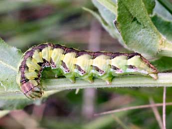  Chenille de Cucullia calendulae Tr. - �Daniel Morel