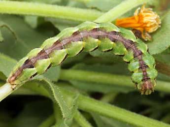  Chenille de Cucullia calendulae Tr. - �Daniel Morel
