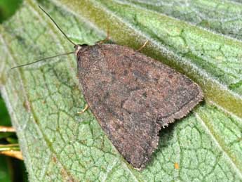 Acosmetia caliginosa Hb. adulte - �Philippe Mothiron