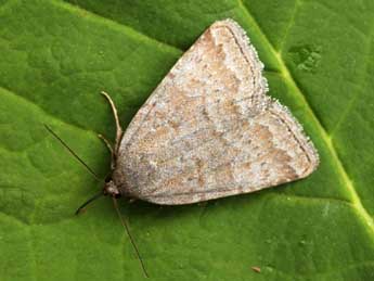 Acosmetia caliginosa Hb. adulte - �Daniel Morel