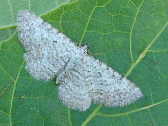 Horisme calligraphata H.-S. adulte - �Daniel Morel