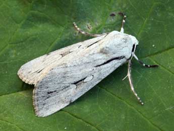 Dichagyris candelisequa D. & S. adulte - �Daniel Morel