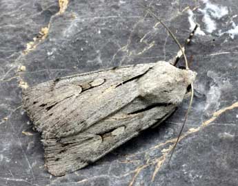 Dichagyris candelisequa D. & S. adulte - �Daniel Morel