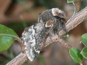 Poecilocampa alpina Frey & Wullschl. adulte - �Daniel Morel