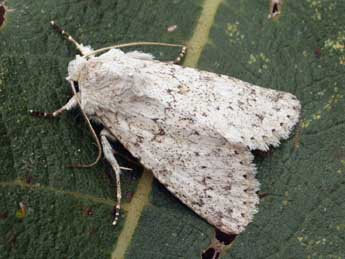 Aporophyla canescens Dup. adulte - �Daniel Morel