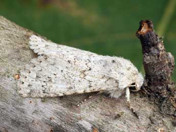 Aporophyla canescens Dup. adulte - �Daniel Morel