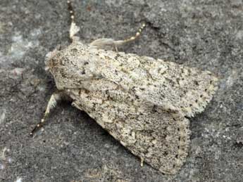 Aporophyla canescens Dup. adulte - �Daniel Morel