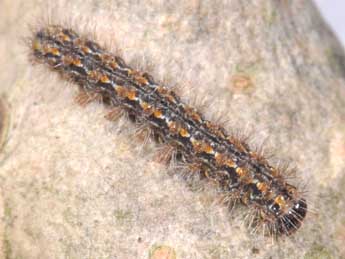  Chenille de Eilema caniola Hb. - �Philippe Mothiron