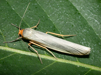 Eilema caniola Hb. adulte - �Philippe Mothiron