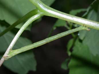  Chenille de Ecliptopera capitata H.-S. - �Philippe Mothiron