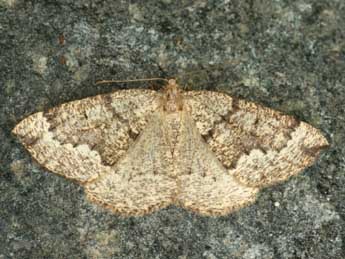 Pungeleria capreolaria D. & S. adulte - �Daniel Morel