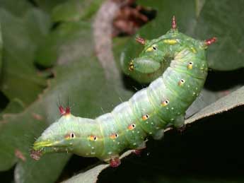  Chenille de Ptilodon capucina L. - �Philippe Mothiron