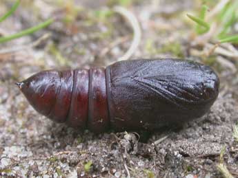  Chrysalide de Ptilodon capucina L. - �Philippe Mothiron