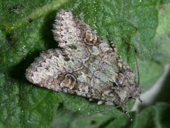 Dryobotodes carbonis Wagner adulte - �Philippe Mothiron