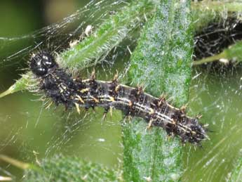  Chenille de Vanessa cardui L. - �Philippe Mothiron