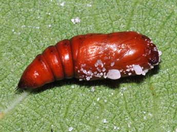  Chrysalide de Schinia cardui Hb. - �St�phane Grenier