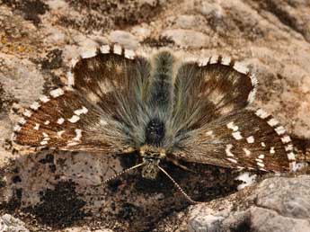 Pyrgus carlinae Rbr adulte - �Daniel Morel