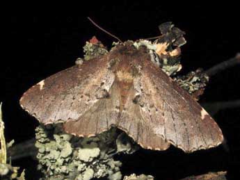 Odontosia carmelita Esp. adulte - �Eric Billion