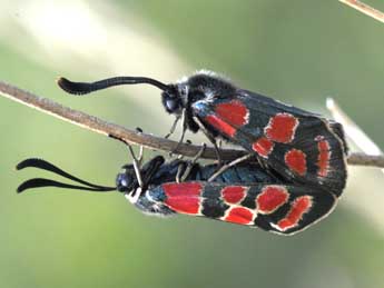 Zygaena carniolica Scop. adulte - �Philippe Mothiron